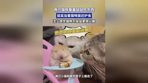 娱乐吃瓜酱鼠,揭秘娱乐圈那些不为人知的幕后故事 第3张 娱乐吃瓜酱鼠,揭秘娱乐圈那些不为人知的幕后故事 第3张